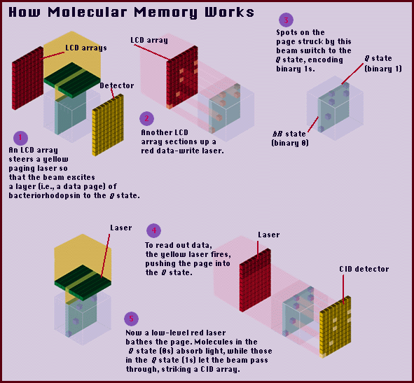 Bacterio Rhodopsin Memory