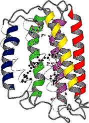 Bacterio Rhodopsin Memory