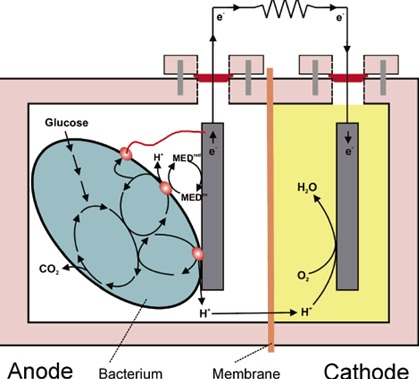 Microbial Fuel Cells